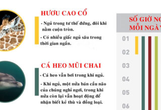 Thói quen ngủ lạ thường của các loài động vật