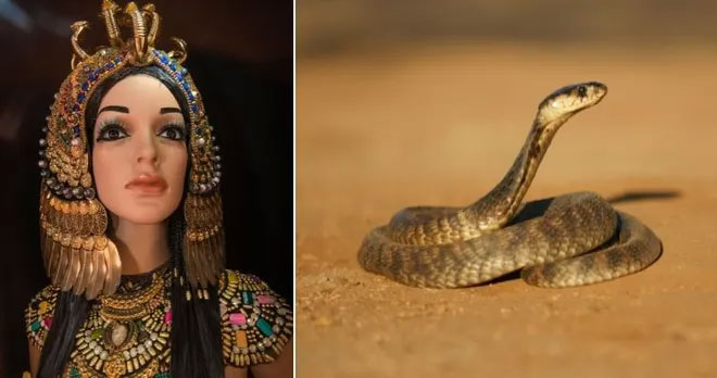 Cleopatra, người cai trị cuối cùng của Ptolemaic Ai Cập qua đời vào ngày 12 tháng 8 trước Công nguyên