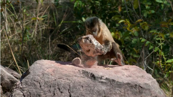 Khỉ Capuchin đang ở trong "thời kỳ đồ đá" của riêng chúng