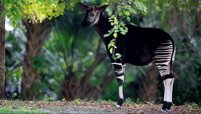 Hộp sọ của okapi và hươu cao cổ cũng gần như giống hệt nhau.