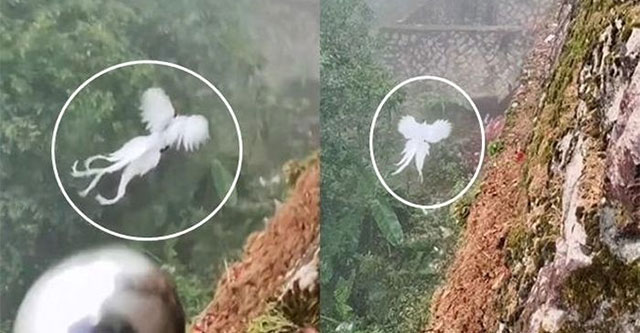 “Phượng hoàng trắng trong truyền thuyết” xuất hiện khiến dân mạng dậy sóng