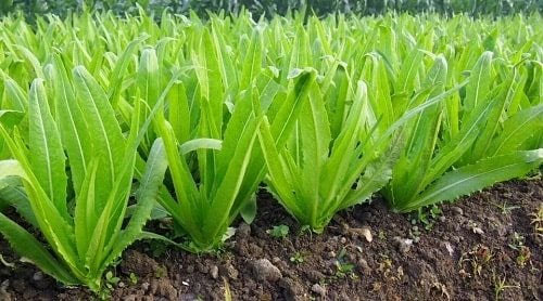 Thân của cây diếp thơm có dạng hình trụ và phân nhánh ở phần đỉnh.