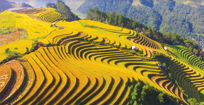 Ruộng bậc thang